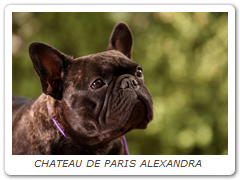 CHATEAU DE PARIS ALEXANDRA 