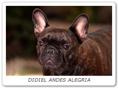 DIDIEL ANDES ALEGRIA